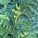 are evergreen trees poisonous to dogs